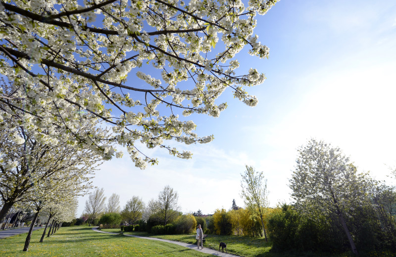 Frühling in Wien